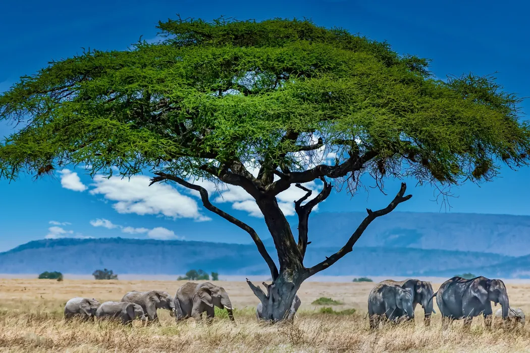 Elephants in Amboseli National Park